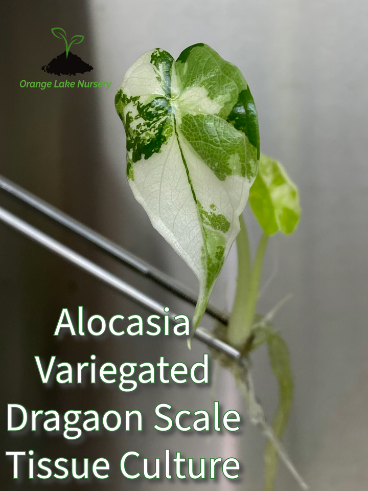 Alocasia Variegated Dragon Scale Tissue Culture in agar gel.