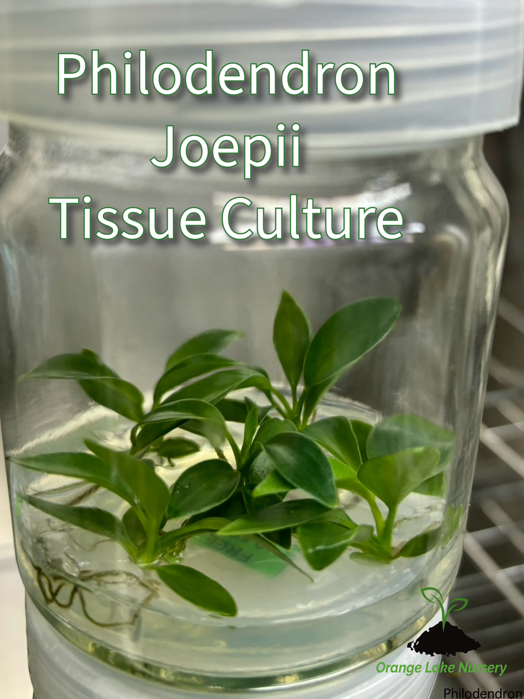 Philodendron Joepii tissue culture in agar gel container.