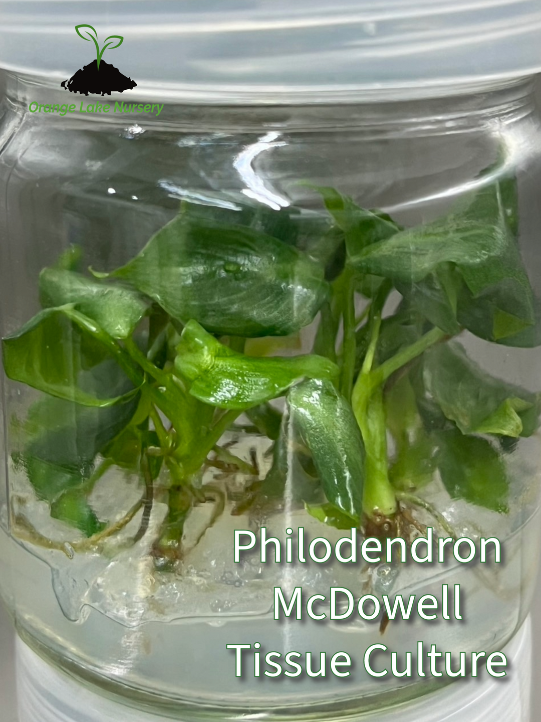 Philodendron McDowell tissue culture in agar gel, ready for acclimation.