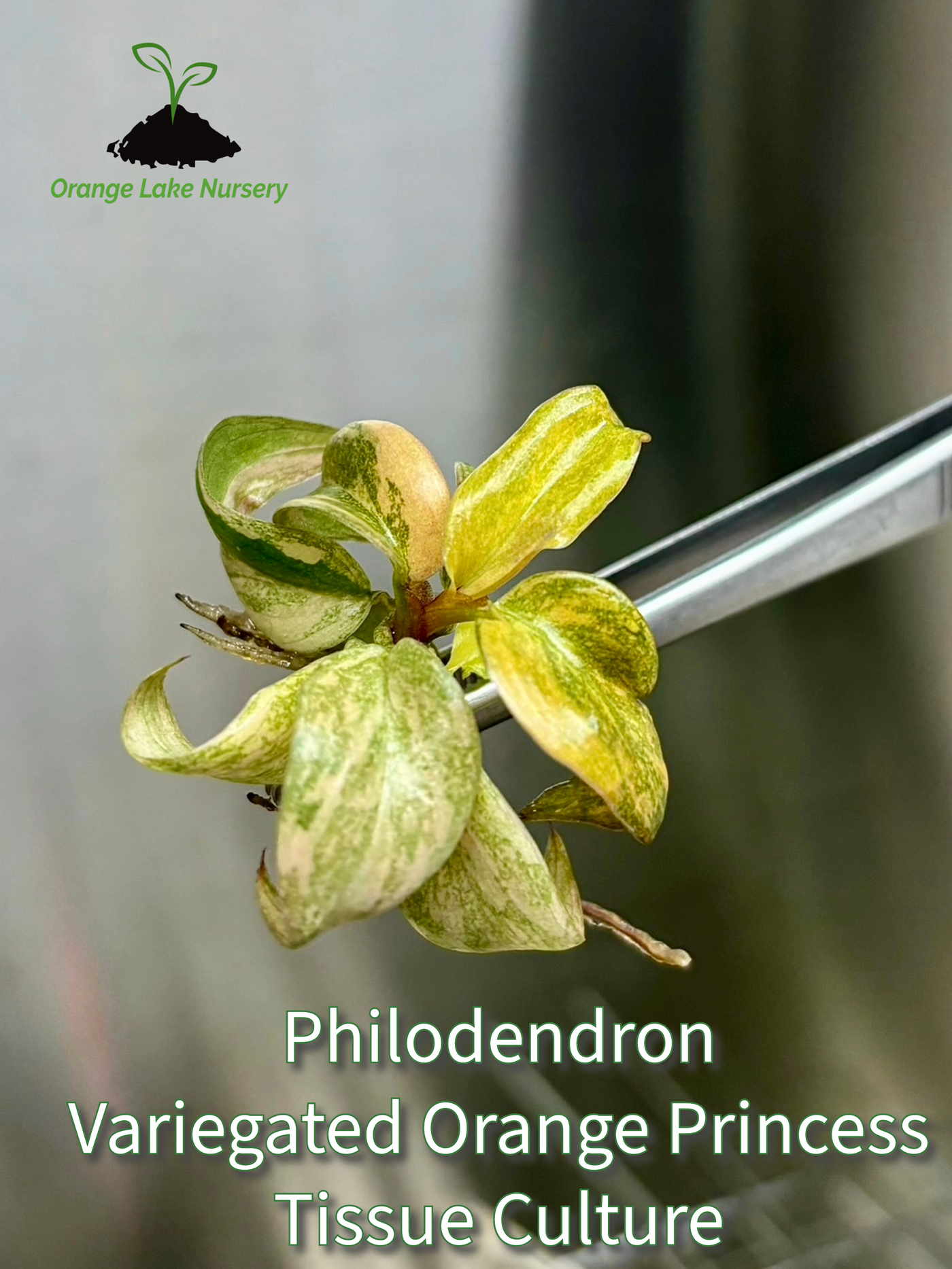Philodendron Variegated Orange Princess Plantlet (1)