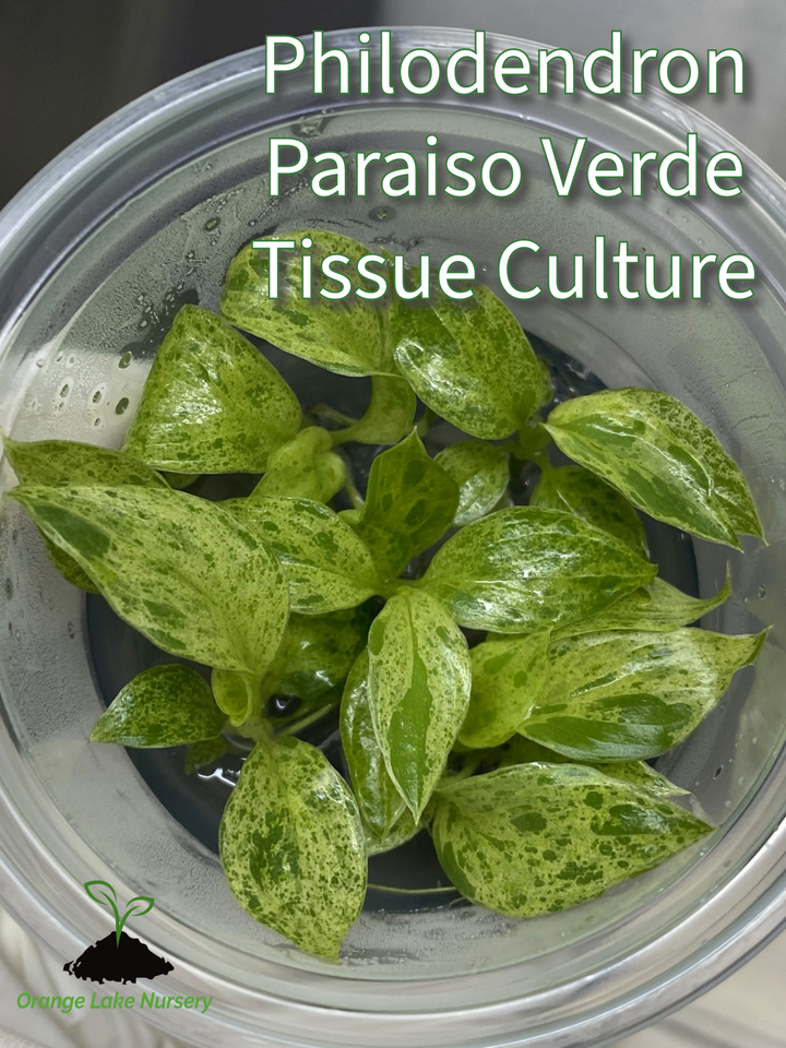 Beginner's Tissue Culture Pack