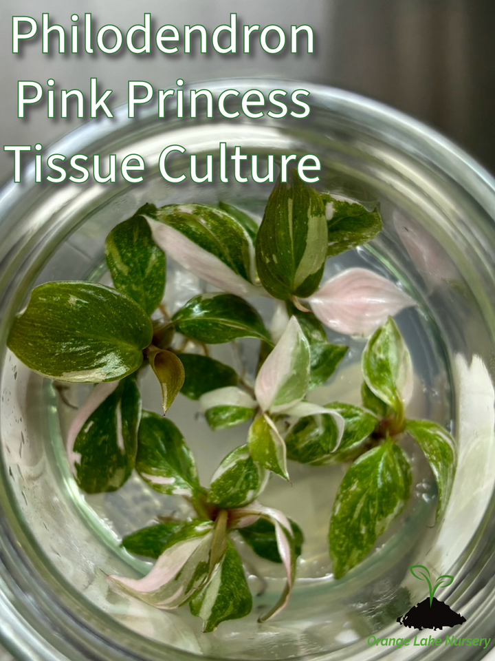 Beginner's Tissue Culture Pack