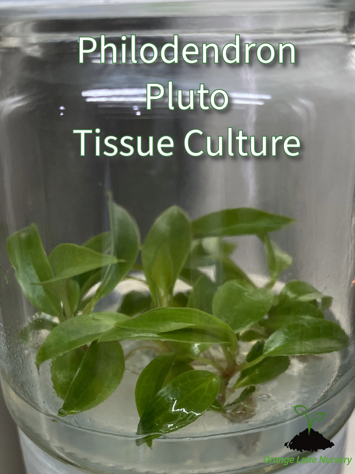 Philodendron Pluto Plantlets