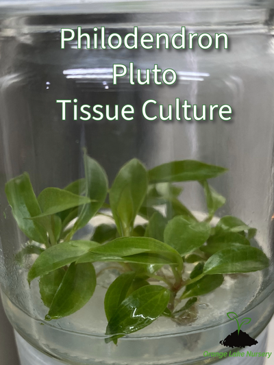 Philodendron Pluto (From Var Mother) Plantlets (5)