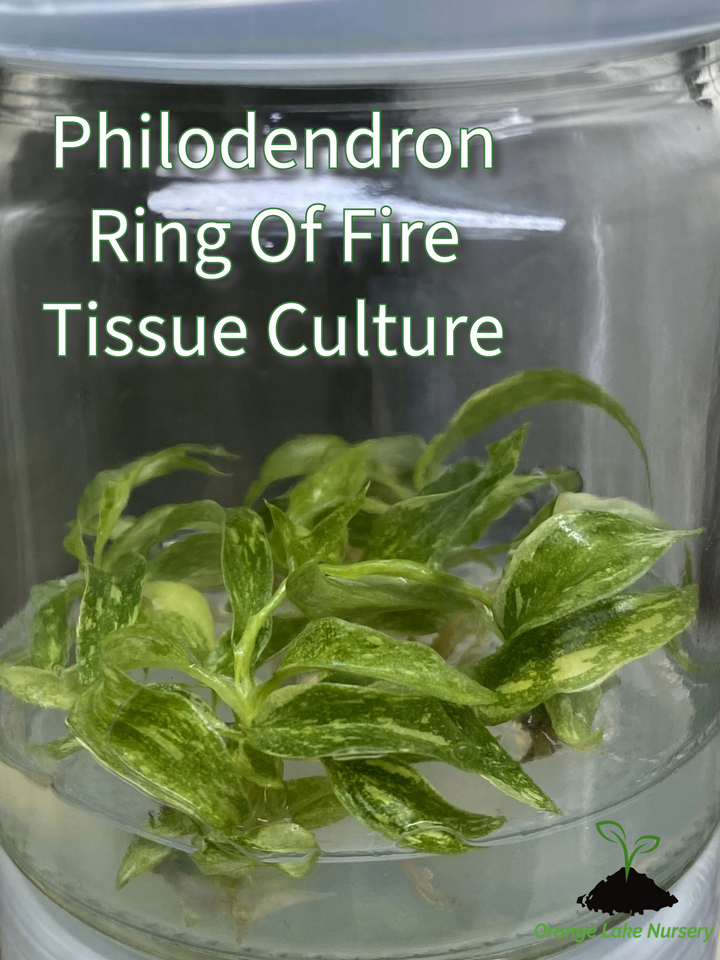 Philodendron Ring of Fire Plantlets