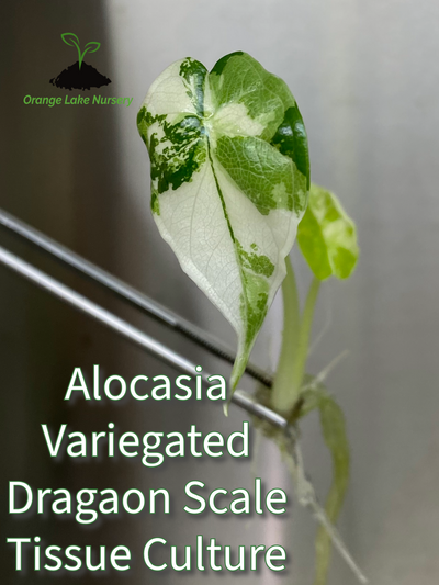 Alocasia Variegated Dragon Scale Plantlet (1)