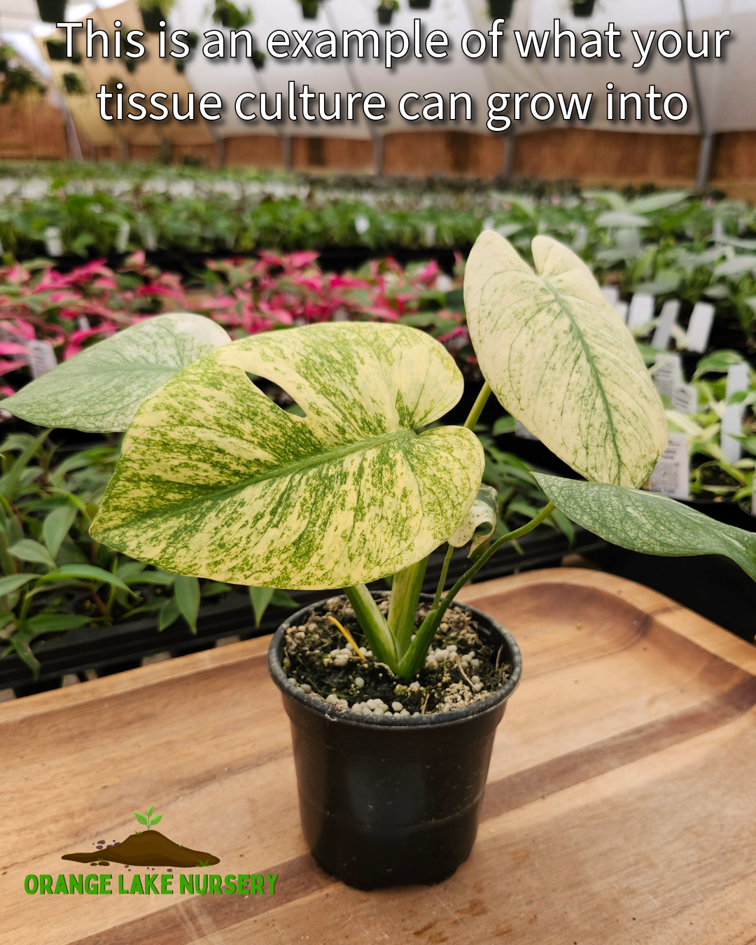 Monstera Deliciosa Mint Tissue Culture