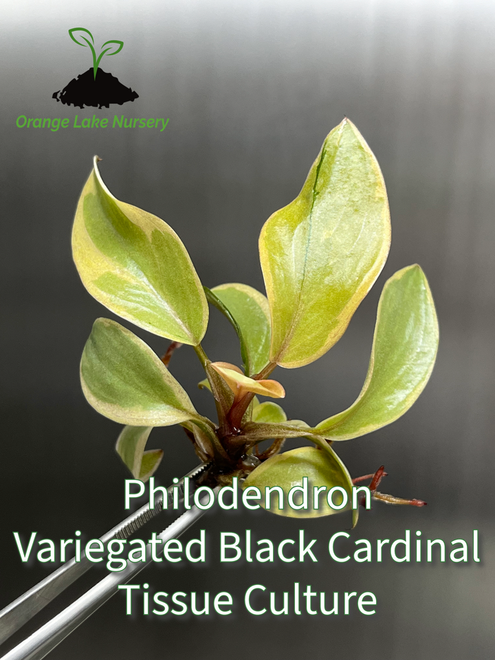 Philodendron Variegated Black Cardinal Tissue Culture