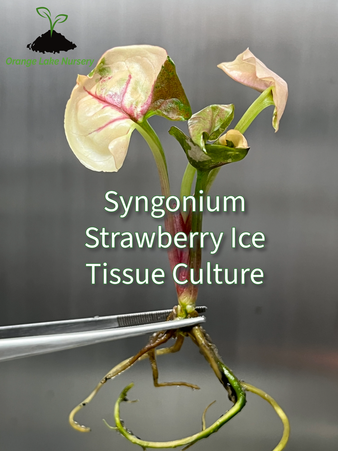 Syngonium Strawberry Ice plantlet in tissue culture with pink variegation, ready for acclimation.