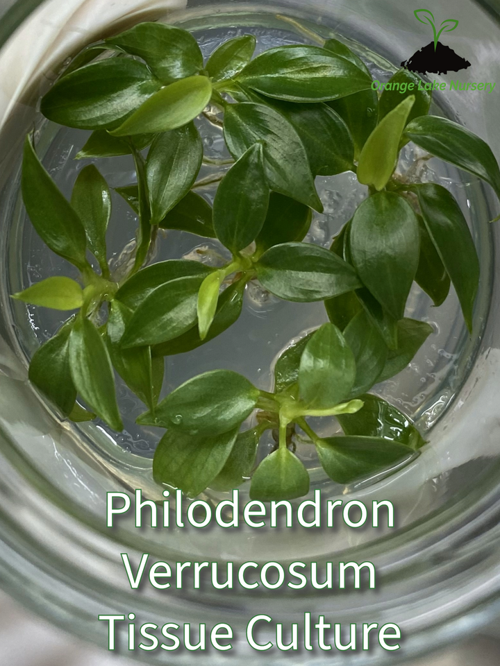 Philodendron Verrucosum tissue culture plantlets in agar gel.