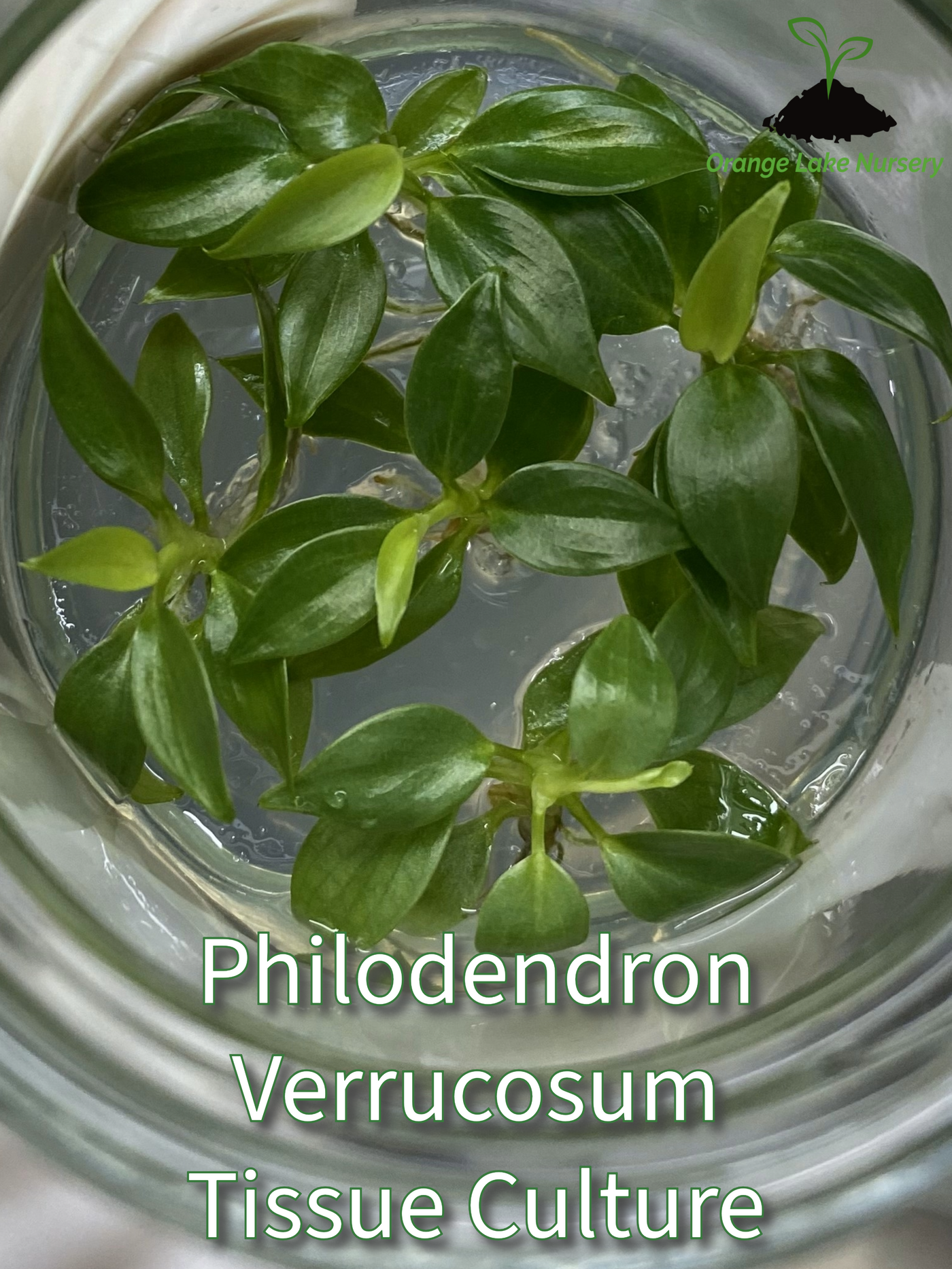 Philodendron Verrucosum Plantlet (5)