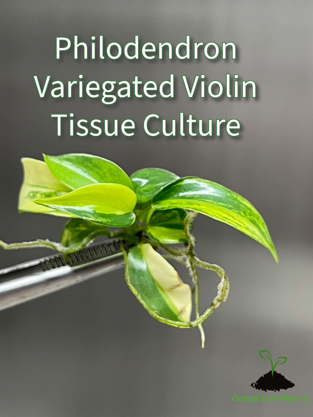 Philodendron (Bipennifolium) Violin Variegated Tissue Culture