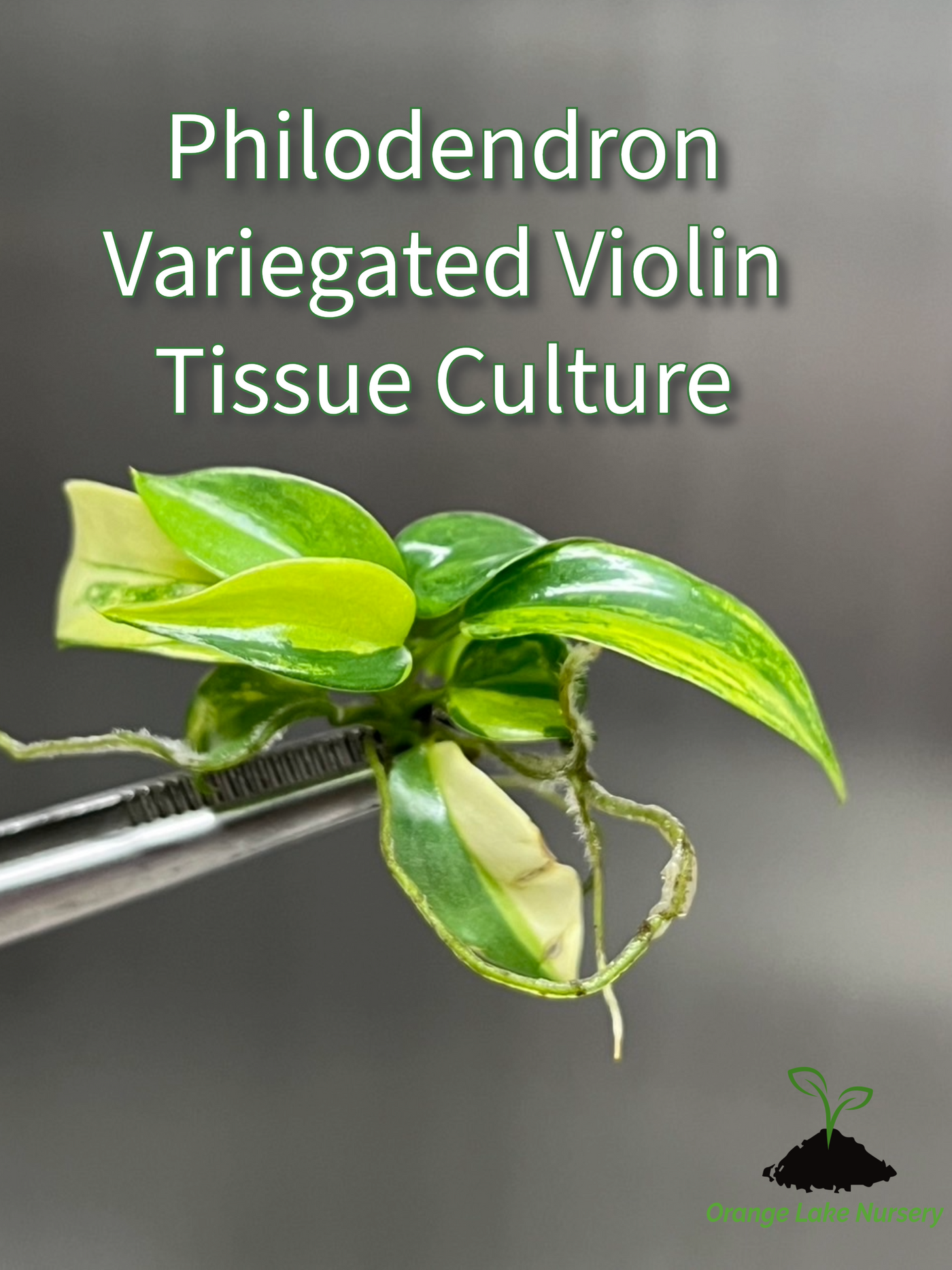 Philodendron (Bipennifolium) Violin Variegated Plantlets (1)