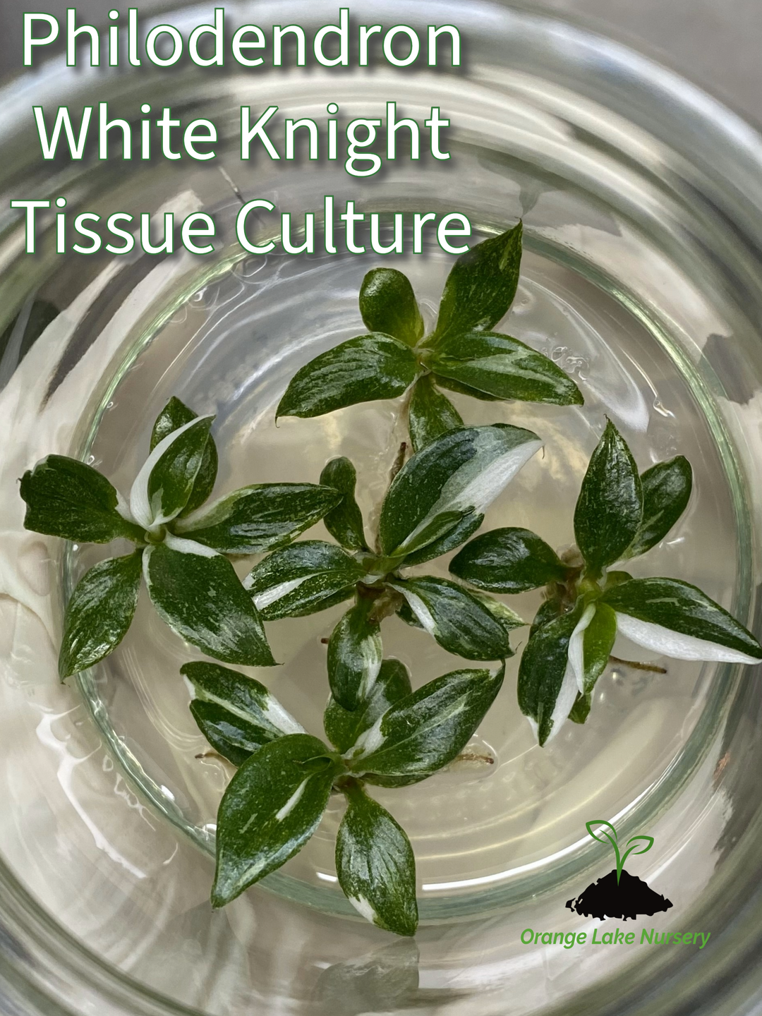 Philodendron White Knight Plantlets