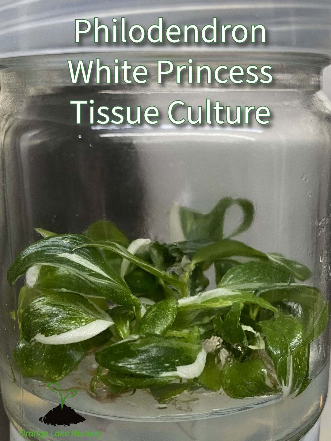 Philodendron White Princess Plantlets