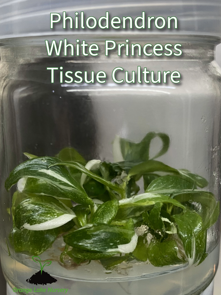 Beginner's Tissue Culture Pack