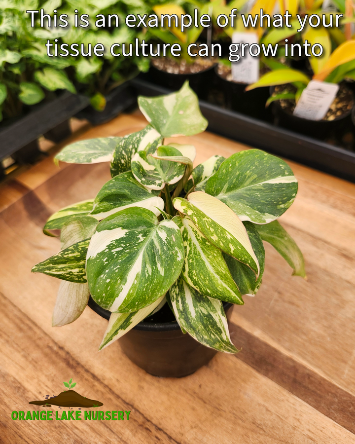 Philodendron Variegated Gloriosum Tissue Culture