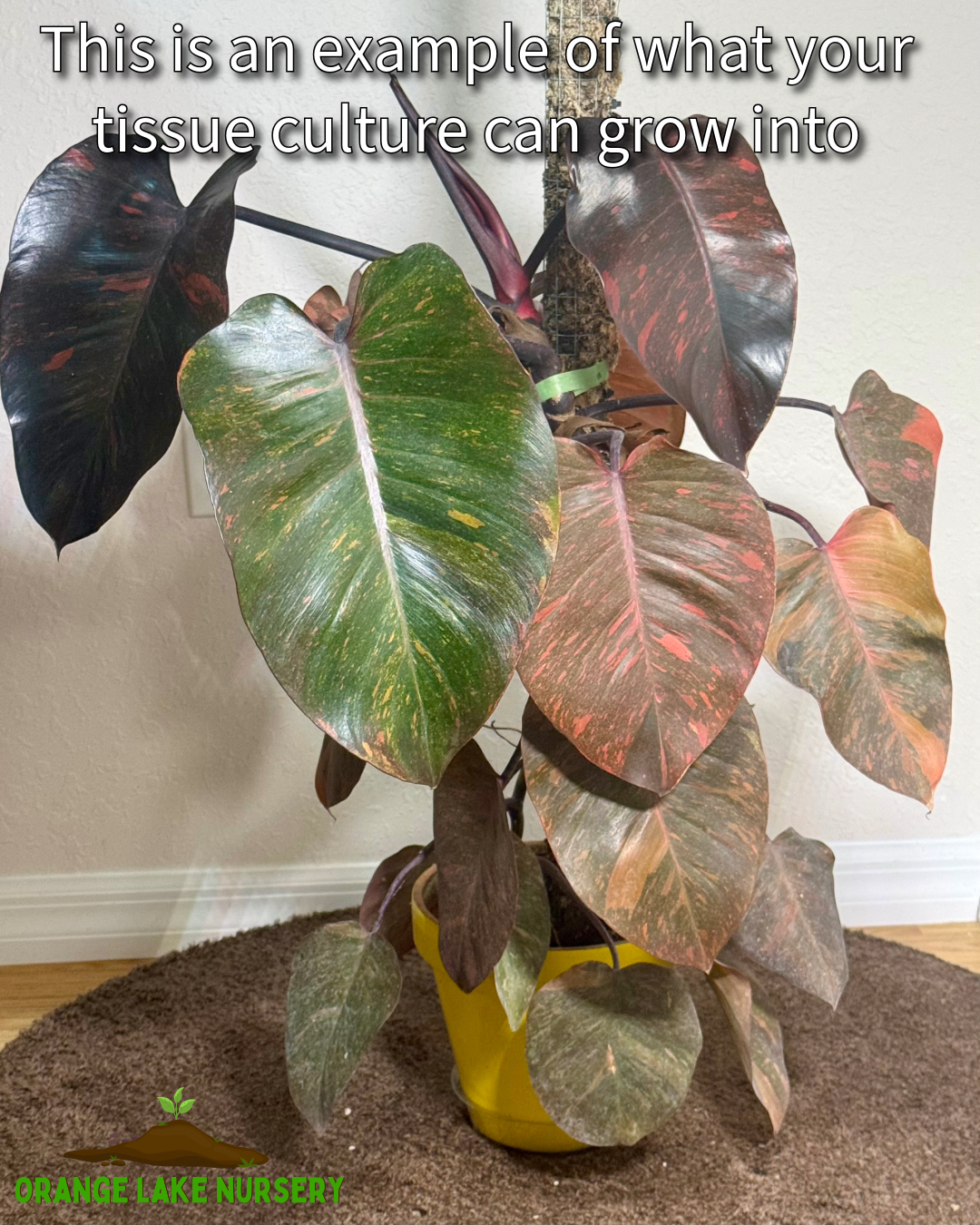 Philodendron Variegated Orange Princess Tissue Culture