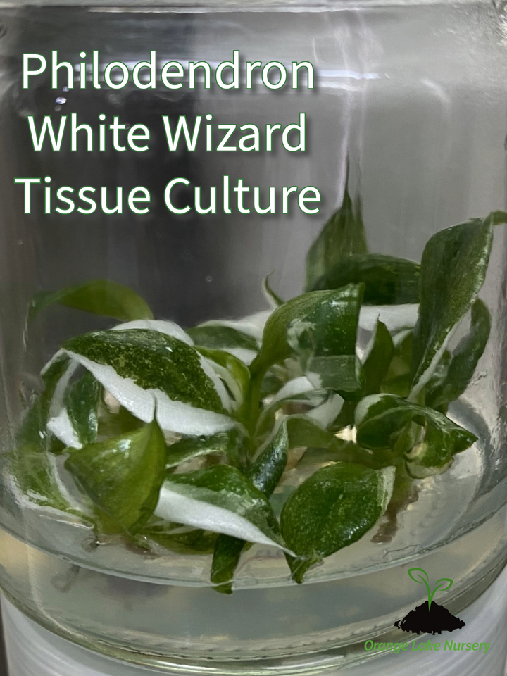 Philodendron White Wizard Plantlets