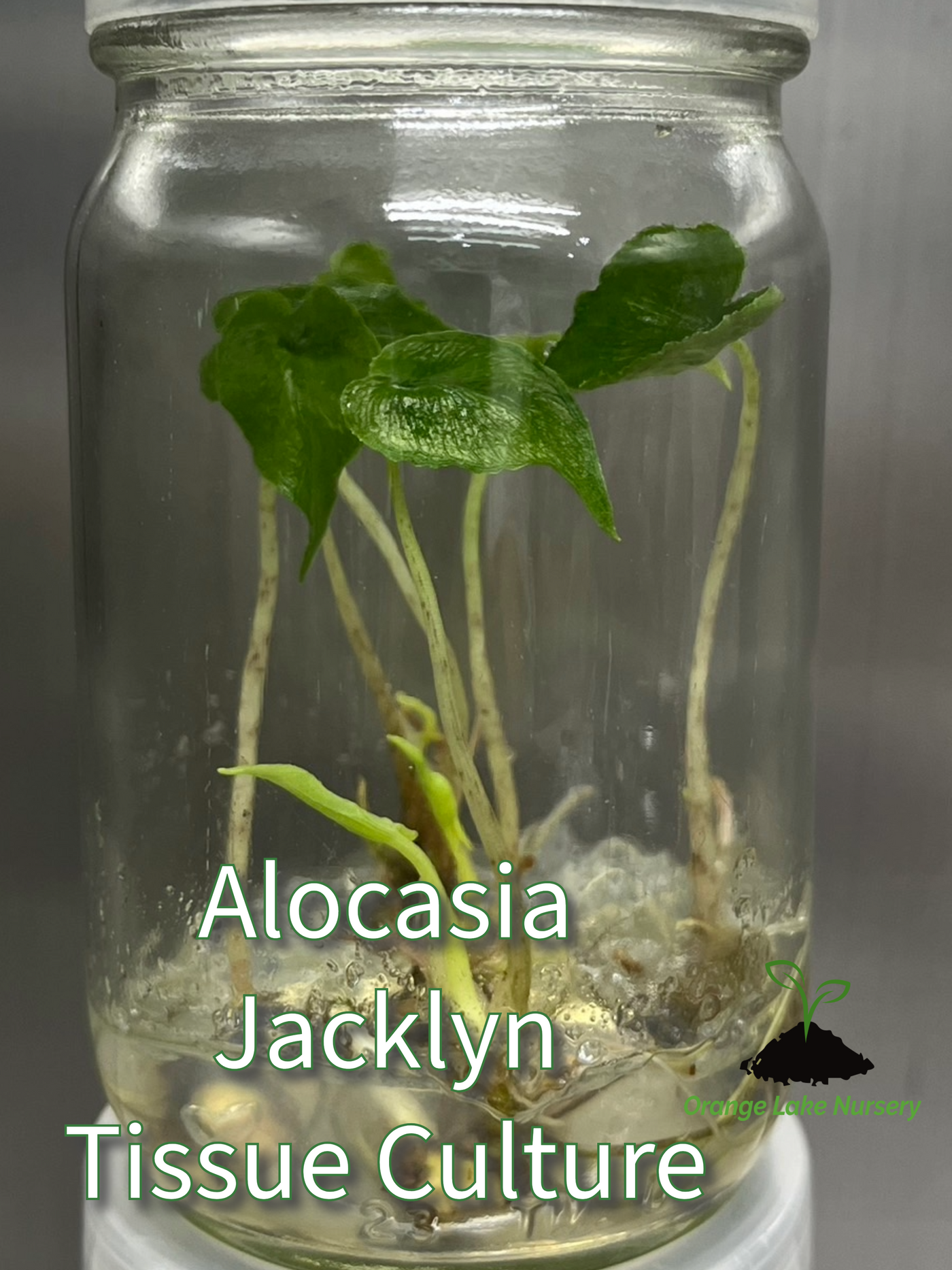 Alocasia Jacklyn Plantlets (5)