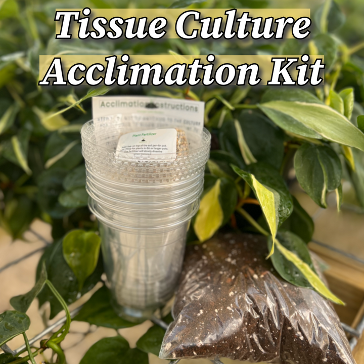 Beginner's Tissue Culture Pack