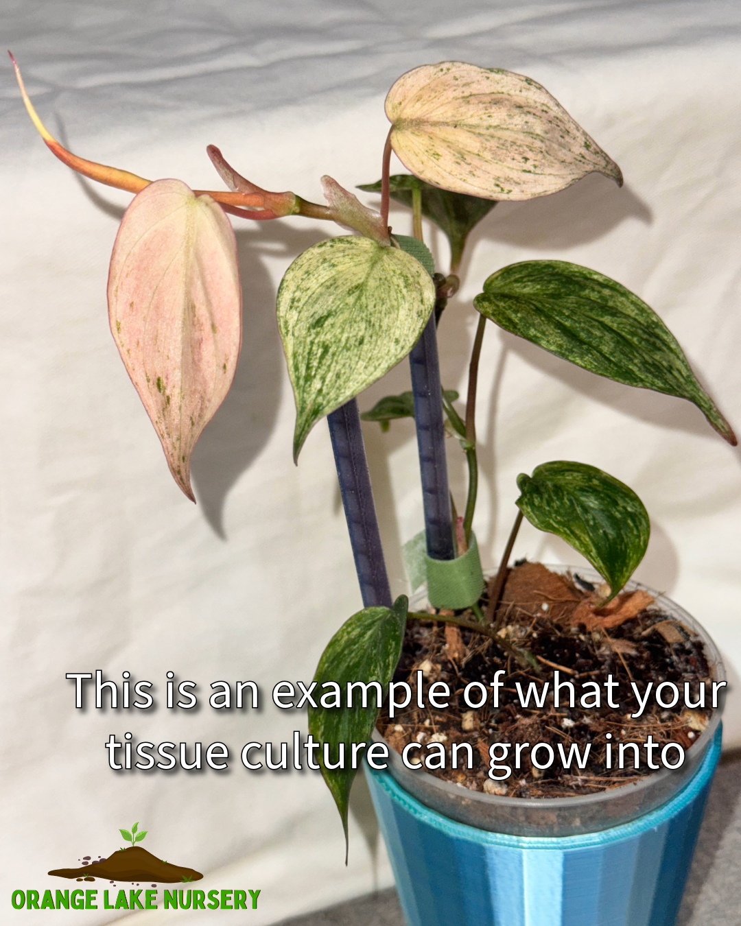 Philodendron Variegated Micans Tissue Culture