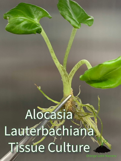 Alocasia Lauterbachiana Plantlets (5)