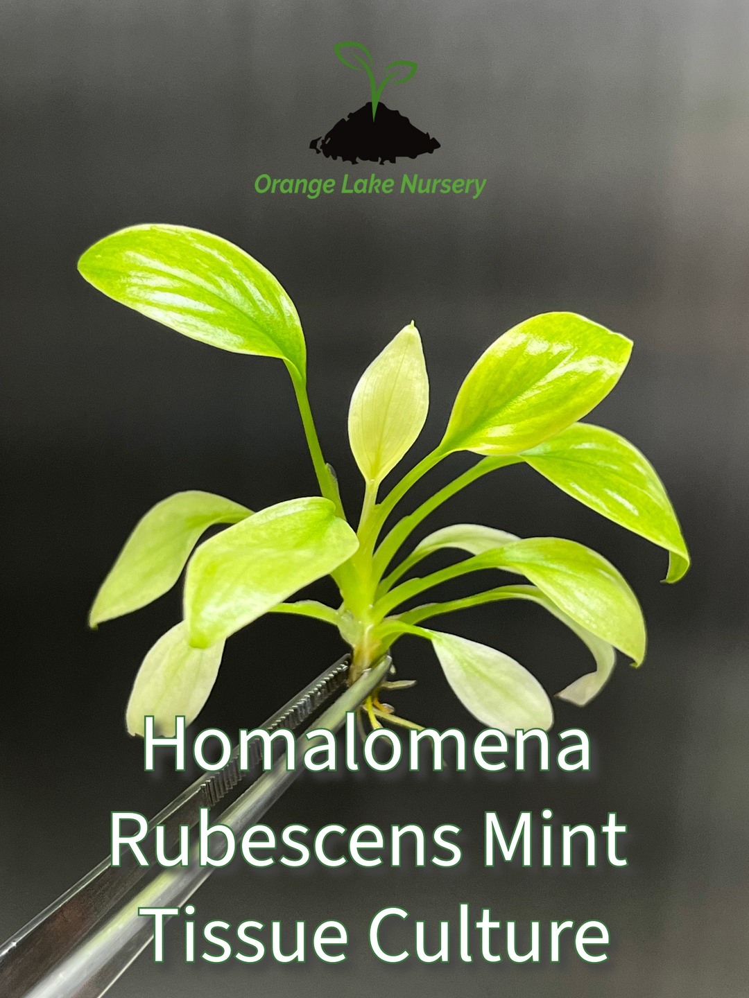 Homalomena Rubescens Mint Tissue Culture