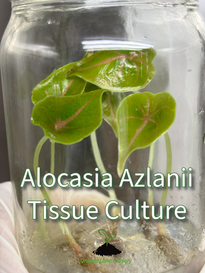 Alocasia Azlanii Plantlets (5)