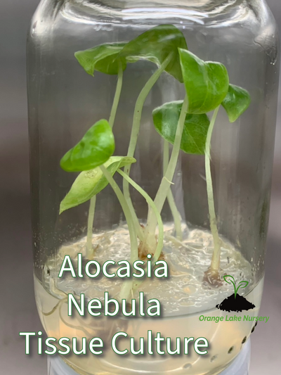Alocasia Nebula Plantlets (5)