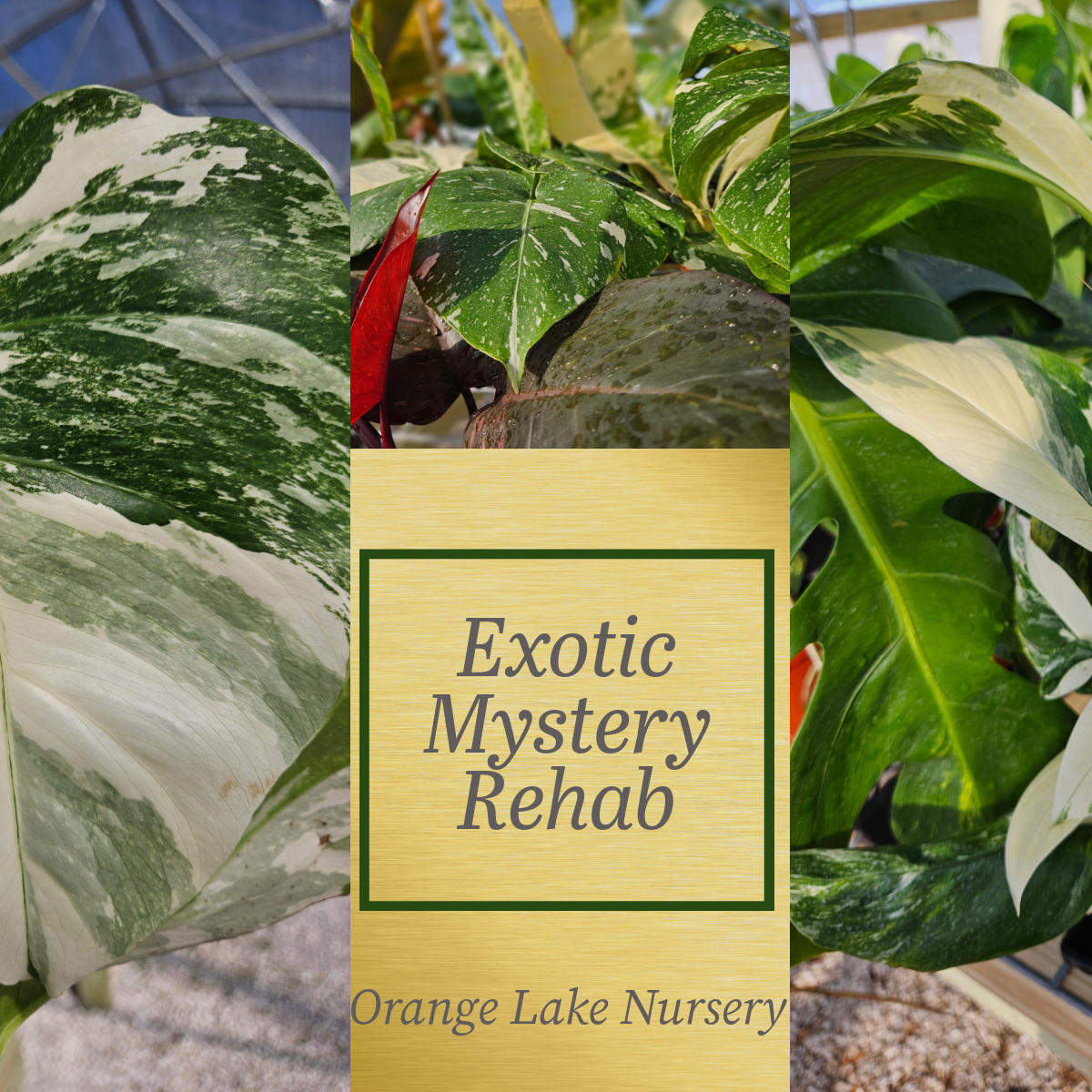 Exotic Mystery Rehab Bundle (2 plants)