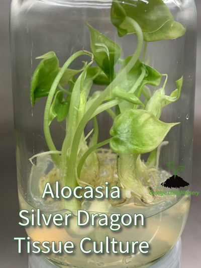 Alocasia Silver Dragon Plantlets (5)