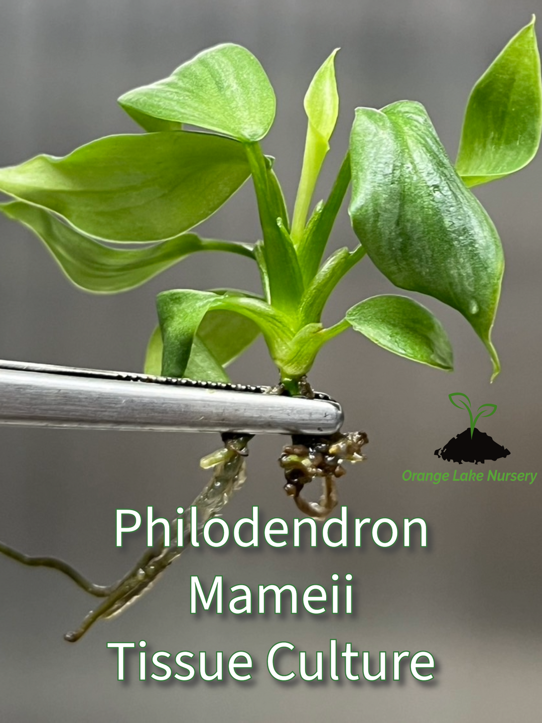 Philodendron Mamei tissue culture plantlet held by tweezers, focus on leafy growth.