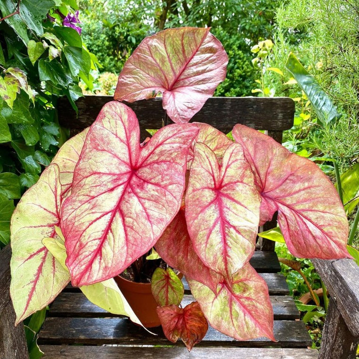 Caladium Autumn Beauty (5 bulbs)