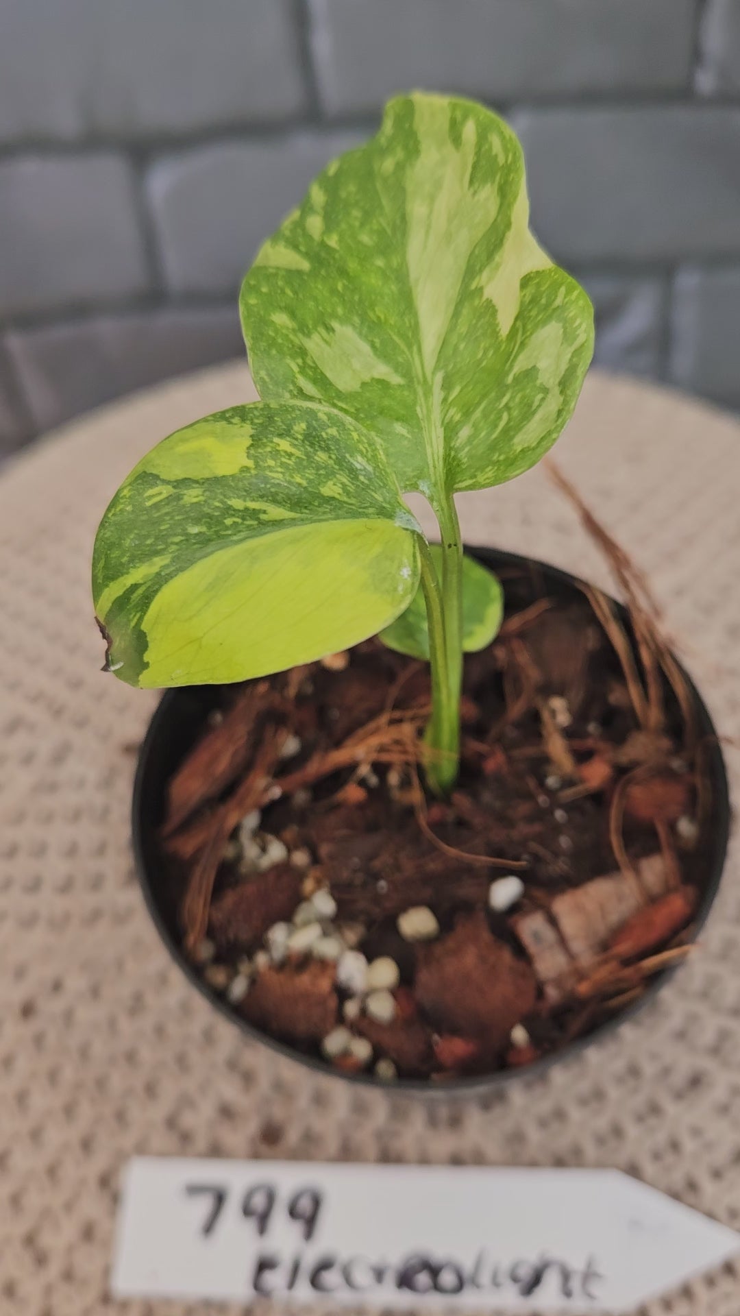 Monstera Electrolight (3in)-799