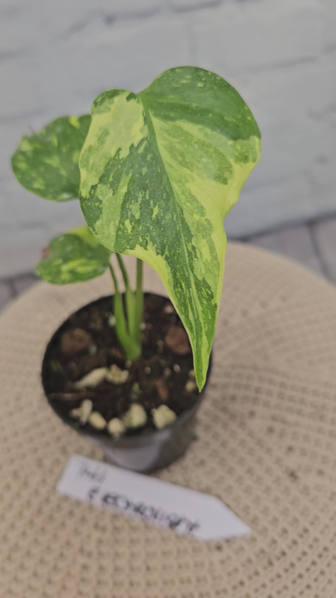 Monstera Electrolight (3in)-741