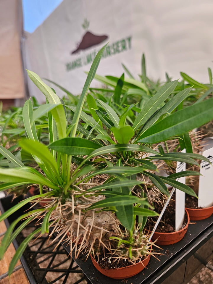 Pachypodium Lamerei &