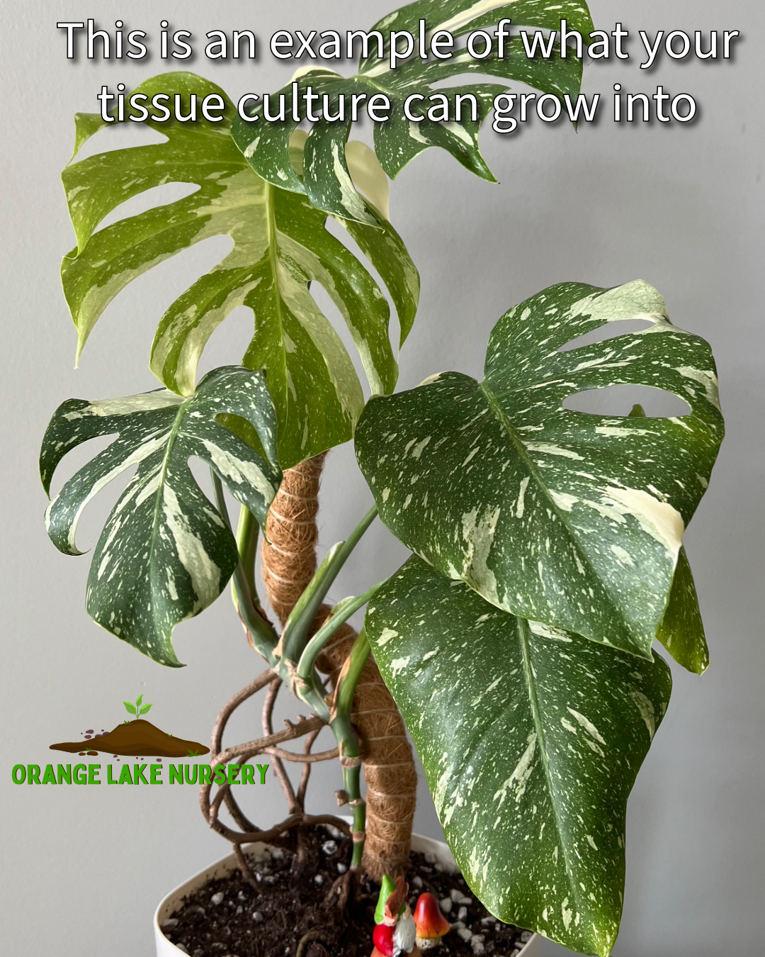 Monstera Thai Constellation Tissue Culture (5 Pack)