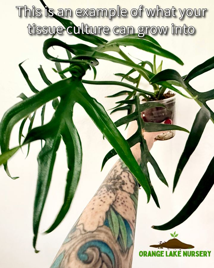 Philodendron Tortum Tissue Culture