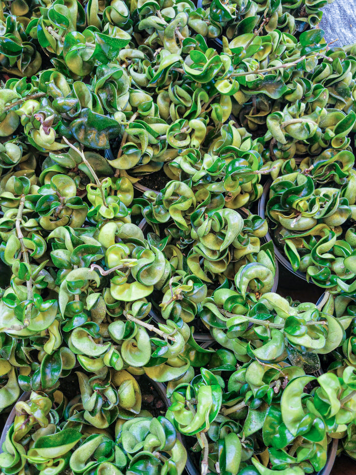 Hoya Hindu Rope with waxy foliage in a two-inch pot, suitable for bright indirect light.