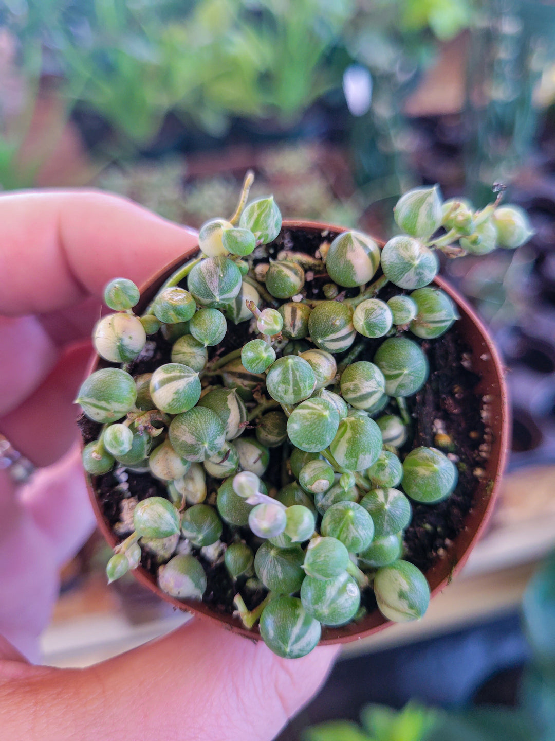 Variegated String of Pearls