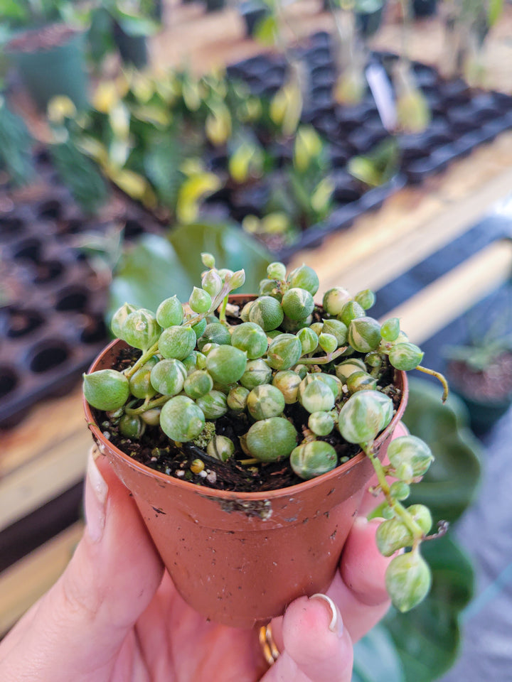 Variegated String of Pearls