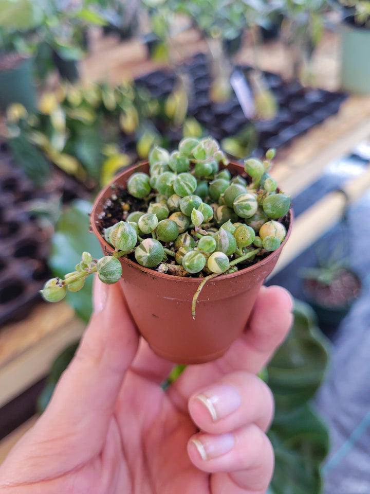 Variegated String of Pearls