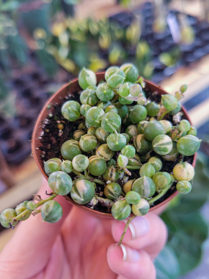 Variegated String of Pearls