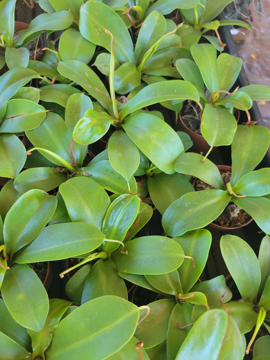 Pitcher Plants (Nepenthes Alata) Plug