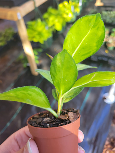 Hoya Lisa