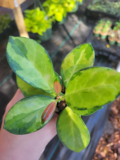 Hoya Lisa