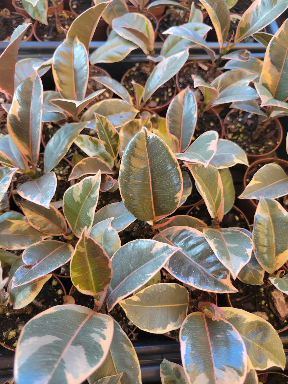 Tineke Rubber Tree with variegated green, white, and cream leaves in pots.