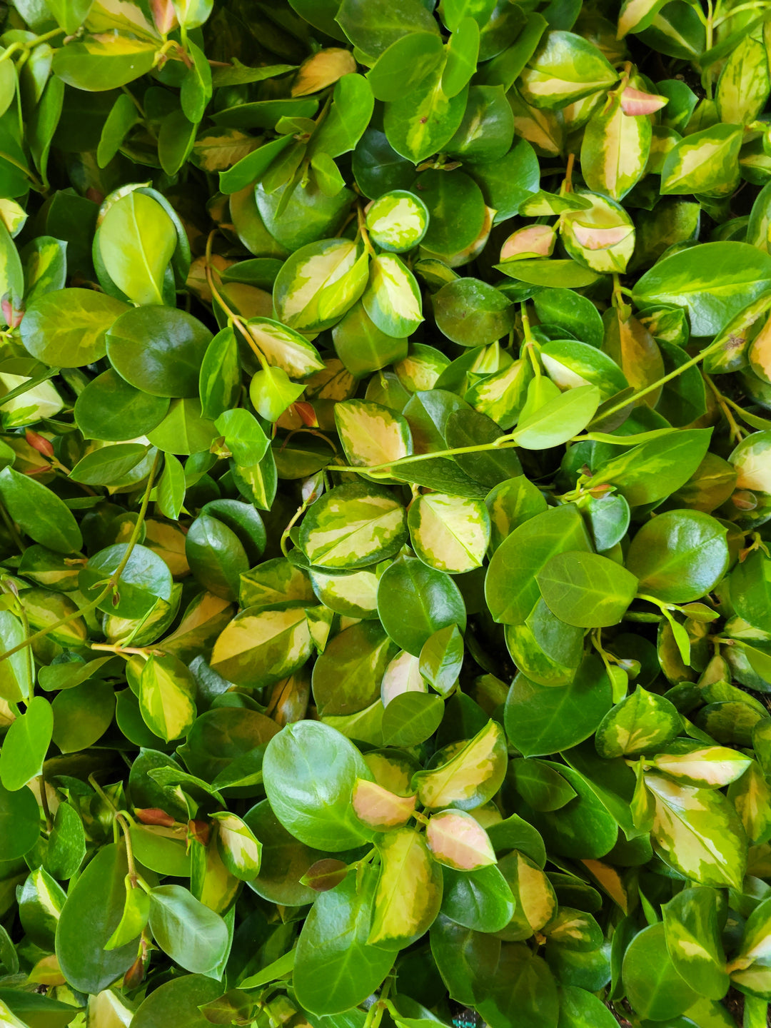 Hoya Lisa plant with variegated leaves in shades of green and cream.