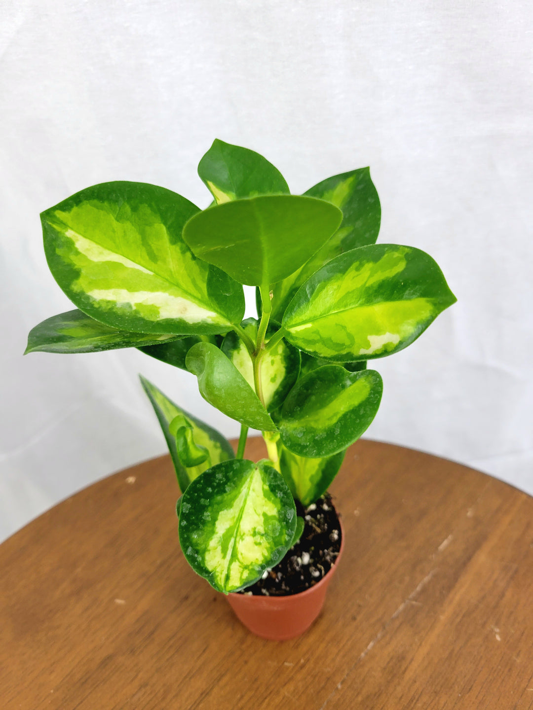 Variegated Hoya Lisa plant with green and cream leaves in a small pot.